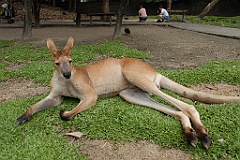 0789 Wildlife Habitat Port Douglas